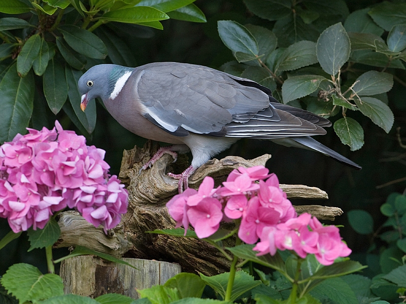 Columba palumbus Houtduif Wood Pigeon